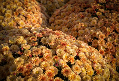 Full frame shot of plants by sea