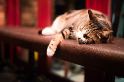 Stray cat resting on bench