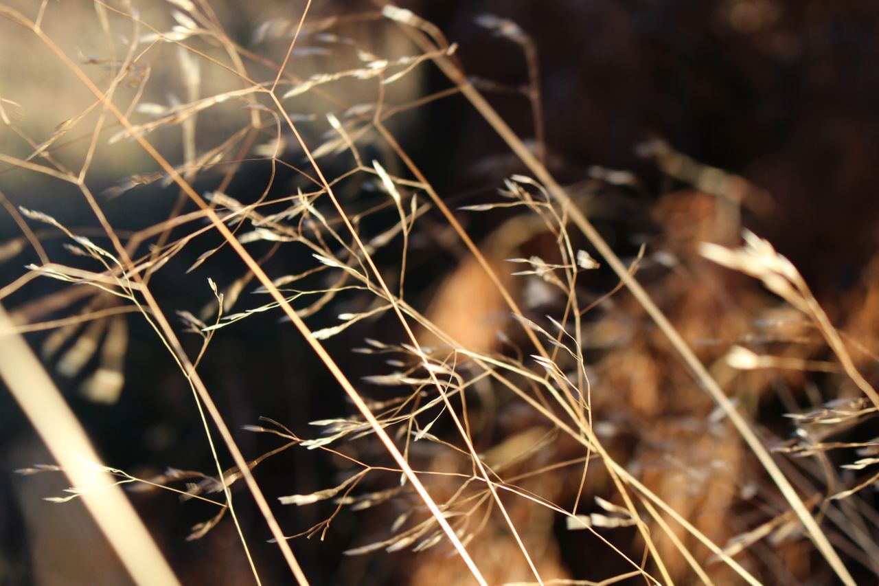 CLOSE-UP OF PLANTS