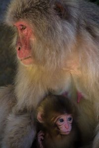 High angle view of japanese macaque with infant