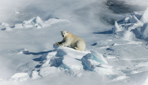 High angle view of polar bear on snow covered field