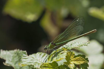 Close-up of butterfly on leaf