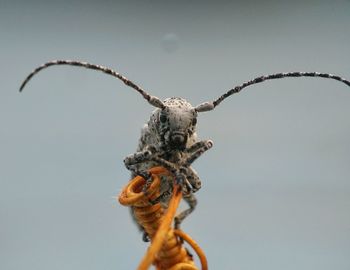 Low angle view of a statue