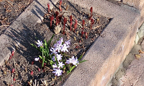 High angle view of flowering plant on field