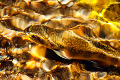 Close-up of turtle in sea