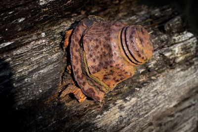 Close-up of lizard on tree trunk