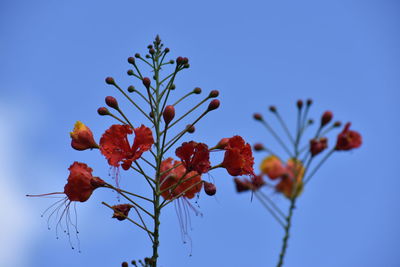 Low angle view of flowering plant against blue sky