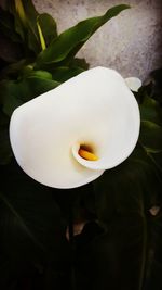 Close-up of white calla lily blooming outdoors