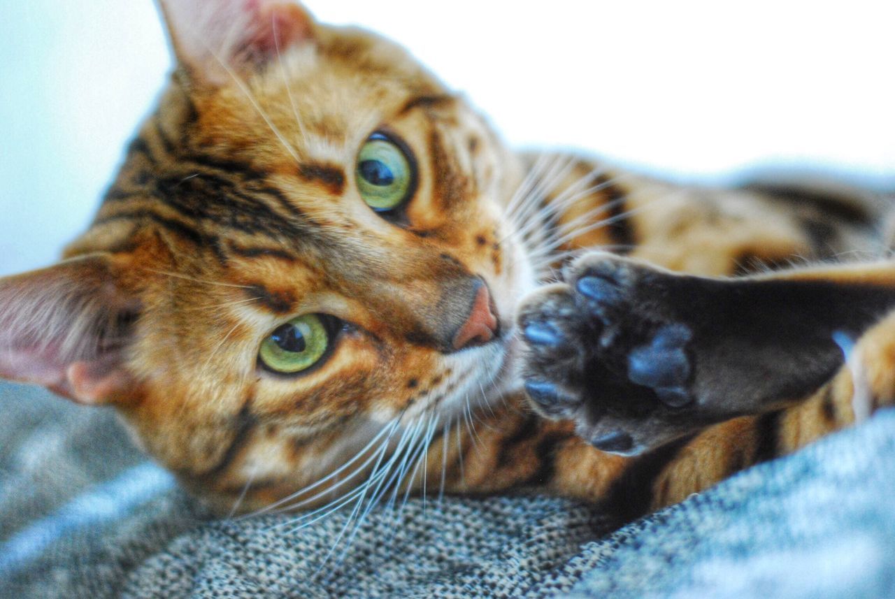 My cat