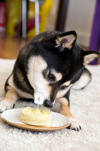 Close-up of shiba inu with birthday cake on carpet