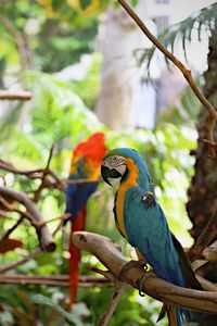 Bird perching on a branch