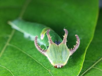 Close-up of insect on leaf