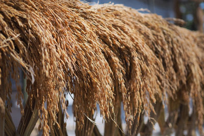 Close-up of an animal