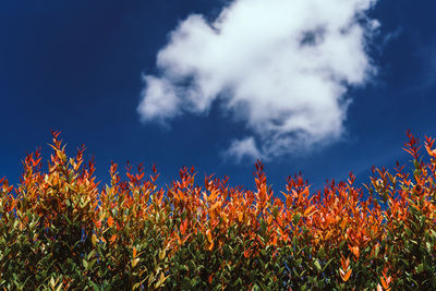 Low angle view of flowering plants against sky