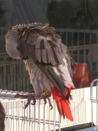 Close-up of parrot perching on tree