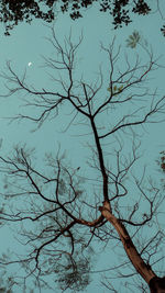 Low angle view of bare tree against sky