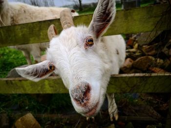 Close-up of goat