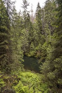 Pine trees in forest