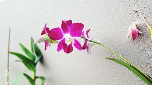 Close-up of pink flowers blooming outdoors