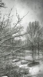 Bare trees against sky