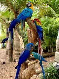 View of a bird perching on wood