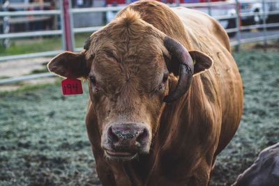 Close-up portrait of cow standing outdoors