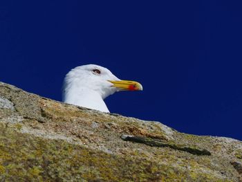 Low angle view of eagle against clear blue sky