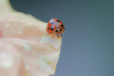 Close-up of ladybug on hand