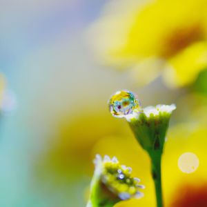 Close-up of yellow flower against blurred background