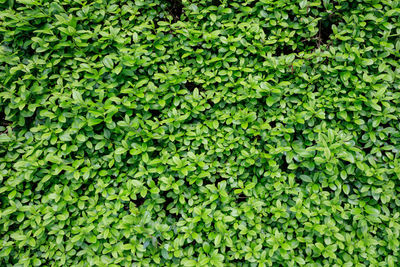 Full frame shot of fresh green leaves of hedge