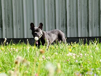 Black dog standing in front of fence