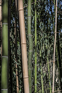 Full frame shot of bamboo trees in forest