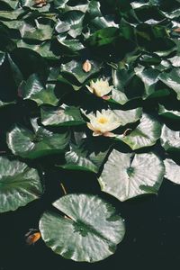 High angle view of lotus water lilies blooming in pond