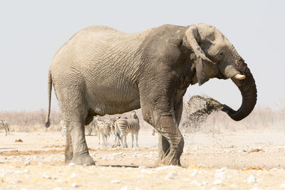 Side view of elephant throwing mud