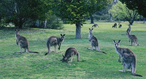 Large group of kangaroos on field