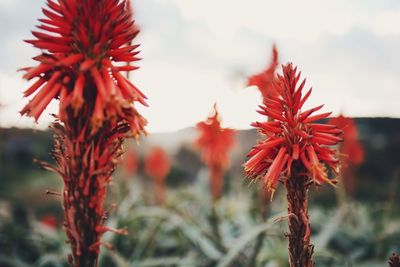 Close-up of red flowering plant