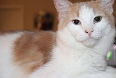 Close-up portrait of a cat at home