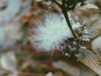 Close-up of dandelion flower