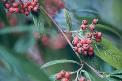 Close-up of berries growing on tree