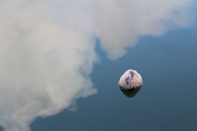 View of jellyfish in sea