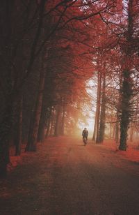 Rear view of man riding bicycle on road in forest