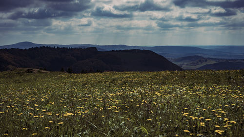 Scenic view of field against sky