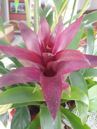 Close-up of pink flowering plant