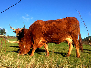 Sheep grazing on grassy field