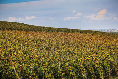 Scenic view of field against sky