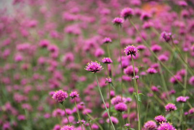 Close-up of pink flowering plants on field