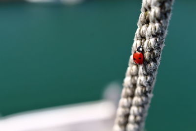 Ladybug / ladybird climbing a rope on a ship in viana do castelo