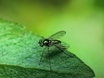 Close-up of insect on plant