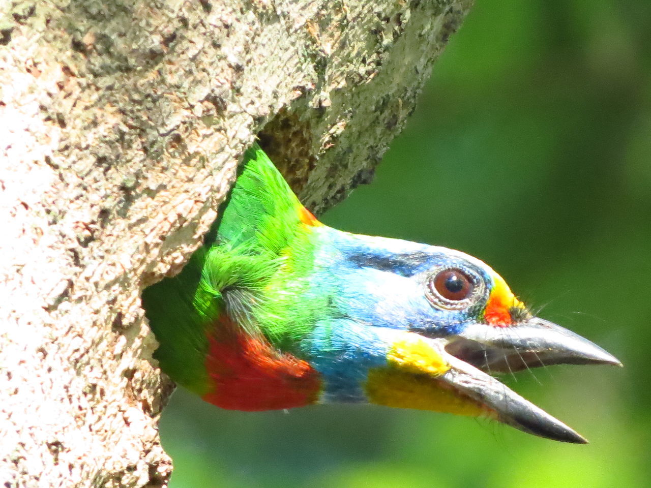 CLOSE-UP OF PARROT PERCHING ON LEAF