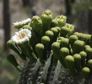 Close-up of fresh white flowering plants